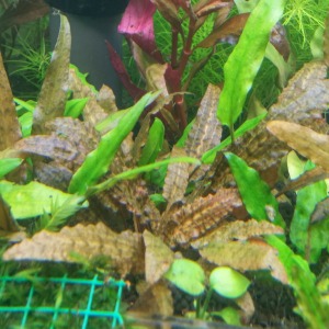 Cryptocoryne Brown Canlı Bitki ''Brown'' 1 Kök Genç Filiz