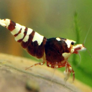 5 Adet Red Nanashi Karides Caridina Shrimp 