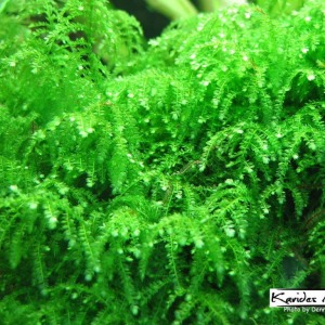 5x5 Cm Weeping Moss TELE YENİ SARIM Vesicularia Ferriei Canlı Bitki