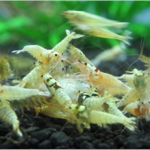 Pinto Melezi Karides Caridina Shrimp 10 Adet Koloni 