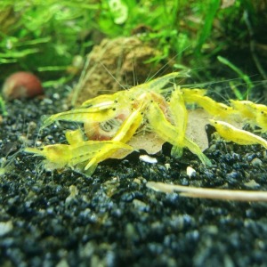 10 ' LU KOLONİ NEOCARİDİNA SP. SARI ATEŞ NEON KARİDES Shrimp