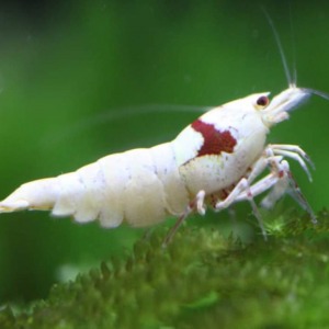 1 Adet Prl ( K12 _ K14 Formlu ) Pure Red Line Karides Caridina Shrimp 