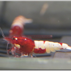 5 Adet Karma Pinto Red Kırmızı Belly - Zebra - Spotted Karides Caridina Shrimp