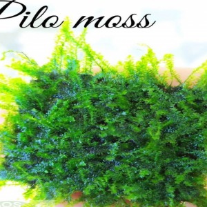 3x3 Cm Pilo Moss Tele Yeni SARIM
