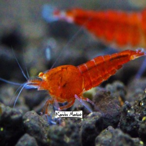 1 Adet OE Red Devil Karides Turuncu Göz Caridina Shrimp 