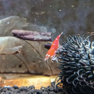 10 Adet SCR Süper Red Kristal Crystal ( Santa Cruz ) Karides Caridina Shrimp 