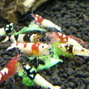 10 Adet Taitibee Karides Caridina Shrimp