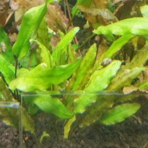 Cryptocoryne Green Canlı Bitki ''Brown'' 1 Kök Genç Filiz