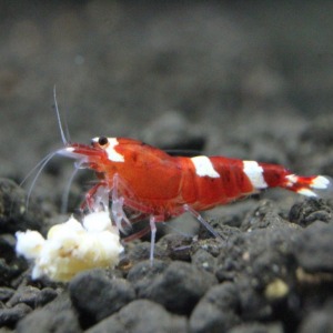 1 Adet Taiwan Bee Red Kırmızı Multi Line Karides Caridina Shrimp