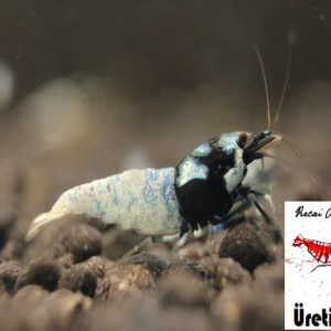 1 Adet Black Siyah Spotted Head Pinto Karides Caridina Shrimp