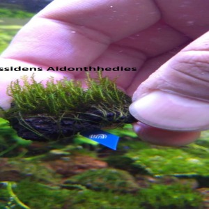 3x3 Cm Fissidens Sp. Aidonthedies Moss Tele Yeni SARIM