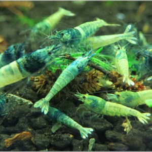 10 Adet Taiwan Bee Mavi Blue Bolt Karides Caridina Shrimp Bluebold