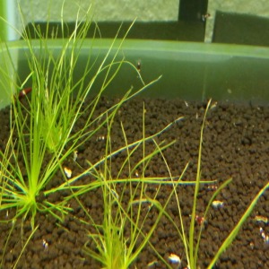 Eriocaulon Breviscapum Canlı Bitki 1 Kök 'NADİR TÜR