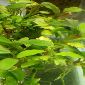 Bucephalandra Silver Powder Canlı Bitki
