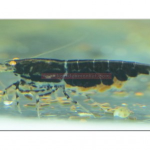 5 Adet BT3 - BT4 Black Tiger OE Turuncu Göz Siyah Kaplan Karides Caridina Shrimp