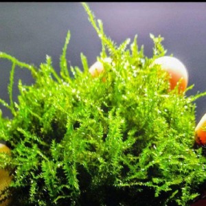 5x5 Cm Bubble Moss Plerogyra sp. YENİ TELE SARILI