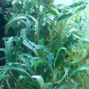 Bucephalandra Velvet NADİR TÜR Canlı Bitki
