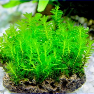 3x3 Cm Fissidens Mini Nobilis YENİ TELE SARILI ENDER MOSS TÜRÜ