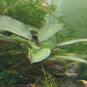 Bucephalandra Brownie Brown Canlı Bitki