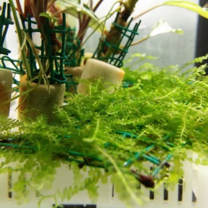 5x5 Cm Cameroon Moss - Kamerun Moss YENİ TELE SARILI