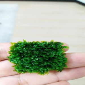 3*3 CM TELE YENİ SARIM Miroshaki Moss Fissidens sp. Nadir Tür  
