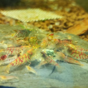 5 Adet OE Turuncu Göz Kırmızı Kaplan Karides Red Tiger Caridina Shrimp