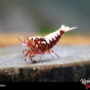 1 Adet Red Kırmızı Galaxy Fishbone Karides Caridina Shrimp SS-SSS Grade