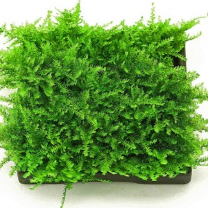 5x5 Cm Mini Cristmas Moss YENİ TELE SARIM