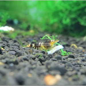 1 Adet Tibee Karides Caridina Shrimp