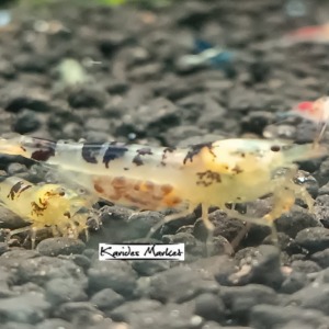 5 Adet Black Dragon Calceo Shrimp Caridina Karides Siyah Ejder