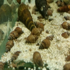 Melanoides Granifera Brown NADİR TÜR SALYANGOZ 1 Adet