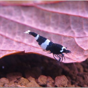 10 Adet Taiwan Bee Siyah Panda Karides Caridina Shrimp