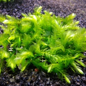 5x5 Cm Dev Willow Moss Fontinalis Antipyretica Gigantea Giant YENİ SARIM