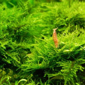 5x5 Cm Cristmas Moss YENİ TELE SARILI