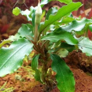 Bucephalandra Green Wavy Canlı Bitki 