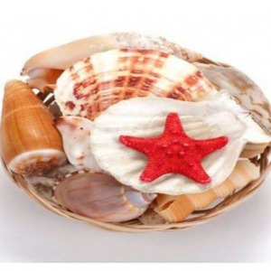 Mercan Kabuk Midye Sepeti 8 İnç  - 1 Adet Doğal Dekor