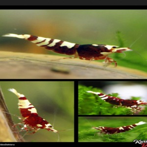 Karides Doktoru Nanashi Posteri 50*70 Cm - 1 Adet