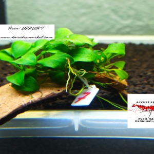Mini Anubias Nana Petite Uygulamasına ait Satış - Her Tasarım Sadece 1 Adettir