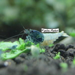 5 Adet Steel Blue Karides Caridina Shrimp 