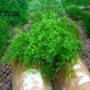 5x5 Cm Brazil Moss YENİ TELE SARIM