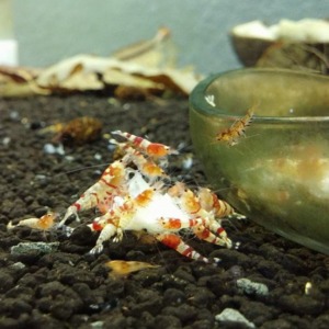 1 Adet Kırmızı Red Tibee - TaiTibee Karides Caridina Shrimp