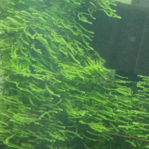 3x3 Cm Taiwan Moss Tele Yeni SARIM