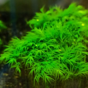 3x3 Cm Fissidens Fontanus Moss YENİ TELE SARILI