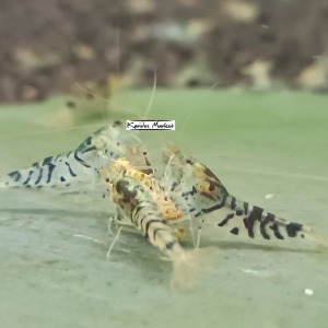10 Adet Düz Kaplan Karides Tiger Shrimp Caridina Cf. Cantonensis Var