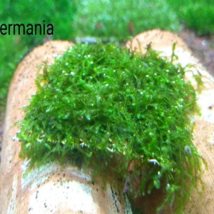 5x5 Cm Jungermannia Moss Pseudo Cyclop YENİ TELE SARIM
