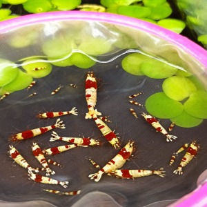 5 Adet Prl Pure Red Line Karides S - SS Grade Karides Caridina Shrimp