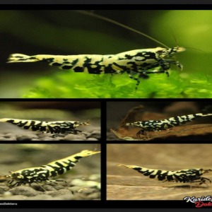 Karides Doktoru Galaxy Snowflake Posteri 50*70 Cm - 1 Adet