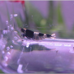 1 Adet Taiwan Bee Panda Hinamoru Karides Caridina Shrimp