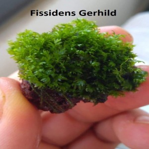 Lav kayasında Fissidens Sp. 