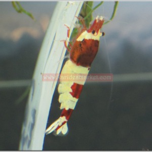 1 Adet Taiwan Bee Wine Red Hinamoru Karides Caridina Shrimp